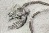 Cyathocrinites Crinoid With Spiral Stem - Crawfordsville, Indiana #68472-1